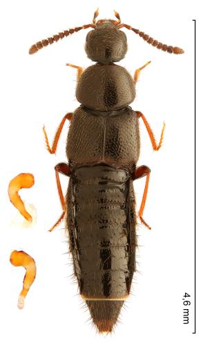 Réf. 299 251 : Aleochara stichai